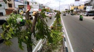 Pelapor Kasus Penebangan Pohon Pelindung Median Jalan di Pekanbaru Bantah Cabut Laporan